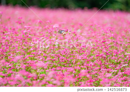 [Takamine Ruby] Red buckwheat flowers and the chestnut tiger butterfly at Komagatake Garden in Miyata Village, Nagano Prefecture [Nagano Prefecture] 142516873
