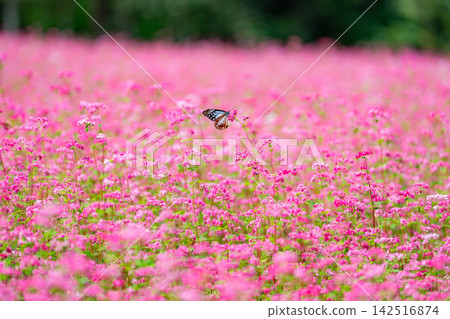 [Takamine Ruby] Red buckwheat flowers and the chestnut tiger butterfly at Komagatake Garden in Miyata Village, Nagano Prefecture [Nagano Prefecture] 142516874