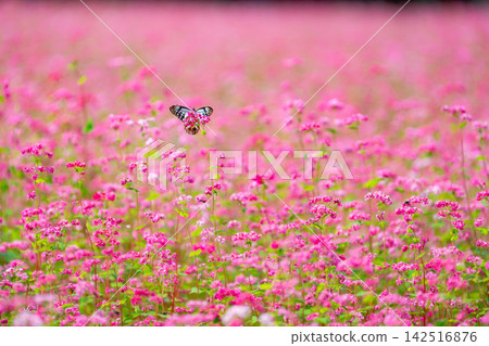 [Takamine Ruby] Red buckwheat flowers and the chestnut tiger butterfly at Komagatake Garden in Miyata Village, Nagano Prefecture [Nagano Prefecture] 142516876
