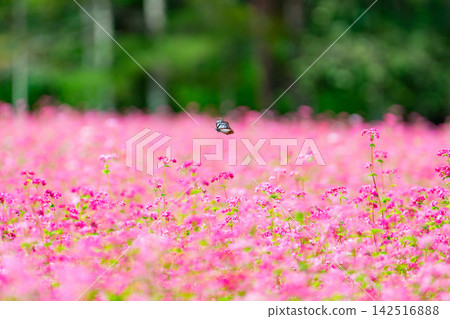[Takamine Ruby] Red buckwheat flowers and the chestnut tiger butterfly at Komagatake Garden in Miyata Village, Nagano Prefecture [Nagano Prefecture] 142516888
