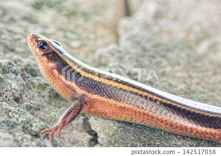 Adult Japanese lizard resting in the shade 142517038