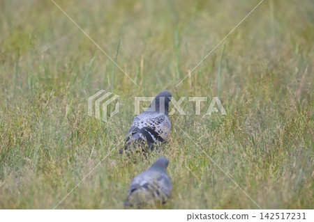 A rock dove foraging for grasses in a rice paddy. A rock dove foraging for grasses in a rice paddy. 142517231