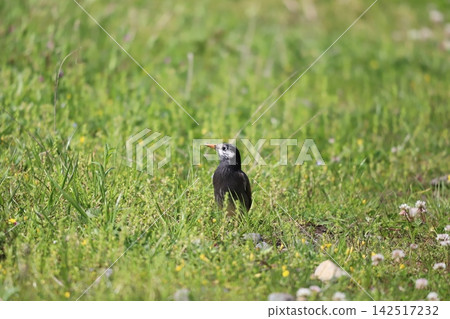 一隻椋鳥站在草坡上。 一隻椋鳥站在草坡上。 142517232