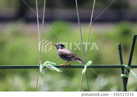 一隻椋鳥棲息在支撐桿上。 一隻椋鳥棲息在支撐桿上。 142517233