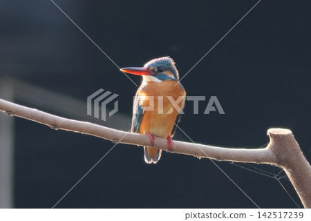 翠鳥,黑色背景,水邊鳥 翠鳥,黑色背景,水邊鳥 142517239