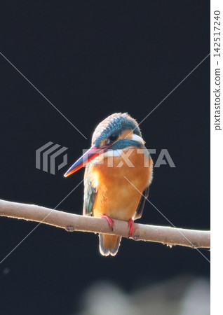 翠鳥，黑色背景，水邊鳥 142517240