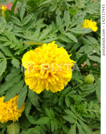 萬壽菊 萬壽菊 142517443