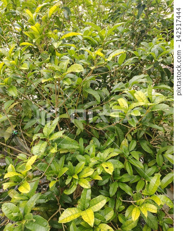 桂花桂花 桂花桂花 142517444