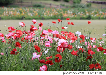 Icelandic poppy field in a forest park in Namegawa Town, Saitama Prefecture Icelandic poppy field in a forest park in Namegawa Town, Saitama Prefecture 142517489