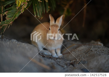 Rabbit turning around Rabbit turning around 142517528