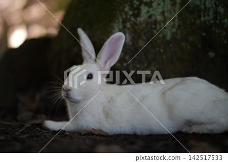 White rabbit White rabbit 142517533
