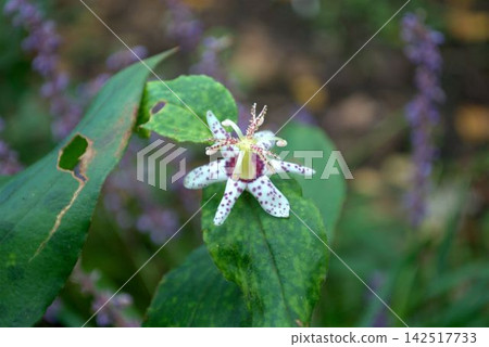 Tricyrtis macropoda growing in the autumn mountains and fields 142517733