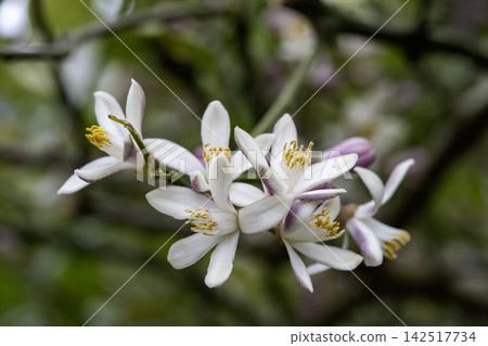 檸檬花 1 檸檬花 1 142517734