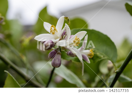 檸檬花2 檸檬花2 142517735