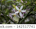 Lemon blossom 8 142517741