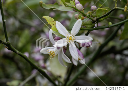 檸檬花 8 檸檬花 8 142517741