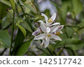 Lemon blossom 9 142517742