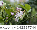Lemon blossoms 10 142517744
