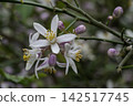 Lemon blossom 11 142517745