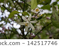 Lemon blossom 12 142517746