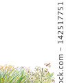 Watercolor painting of Japanese anemones, pampas grass, and dragonflies - background material for an autumn theme 142517751