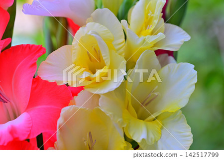 Gladiolus in full bloom Gladiolus in full bloom 142517799