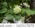 A gentle look for the eyes: Japanese snowball viburnum 44 142517879