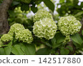 Eye-friendly Japanese snowball viburnum 45 142517880