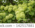 Eye-friendly Japanese snowball viburnum 46 142517881