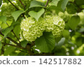 47 Japanese snowball viburnums that are gentle on the eyes 142517882