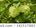 Eye-friendly Japanese snowball viburnum 48 142517883