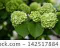 Eye-friendly Japanese snowball viburnum 49 142517884