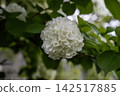 50 Japanese snowball viburnums that are gentle on the eyes 142517885