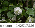 Eye-friendly Japanese snowball viburnum 51 142517886