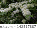 Eye-friendly Japanese snowball viburnum 52 142517887