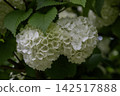 Eye-friendly Japanese snowball viburnum 53 142517888