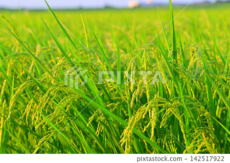 Harvest season: Golden rice in Nishi Ward, Saitama City Harvest season: Golden rice in Nishi Ward, Saitama City 142517922