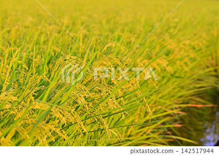 Harvest season: Golden rice in Nishi Ward, Saitama City Harvest season: Golden rice in Nishi Ward, Saitama City 142517944