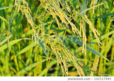 Harvest season: Golden rice in Nishi Ward, Saitama City Harvest season: Golden rice in Nishi Ward, Saitama City 142517945