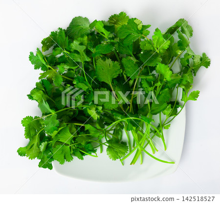 Pile of fresh green cilantro over white background Pile of fresh green cilantro over white background 142518527