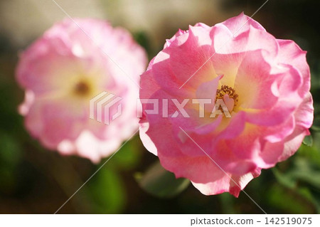 Roses blooming in the sun 142519075
