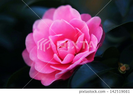 Otome Sasanqua: A double-flowered camellia with a crimson color. 142519081