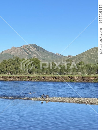 蒙古露營地的鳥兒 蒙古露營地的鳥兒 142519113