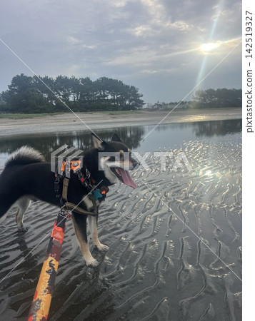 海和柴犬 海和柴犬 142519327
