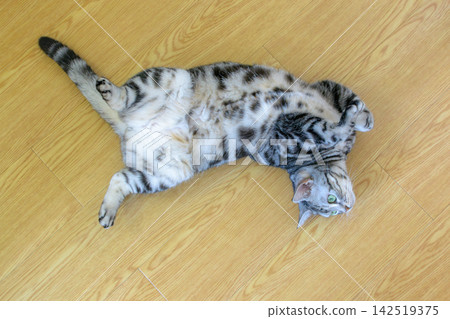 A cute cat relaxing on the floor with its belly exposed. A cute cat relaxing on the floor with its belly exposed. 142519375
