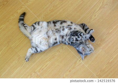 A cute cat relaxing on the floor with its belly exposed. A cute cat relaxing on the floor with its belly exposed. 142519376
