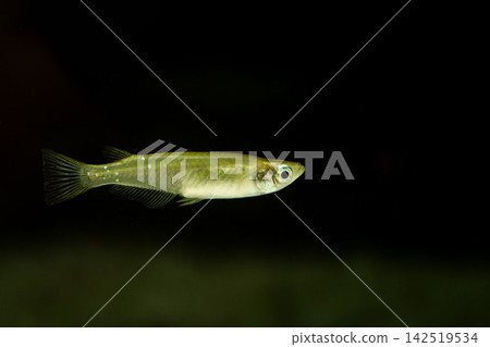 青鱂魚在黑色背景的魚缸中游泳 142519534