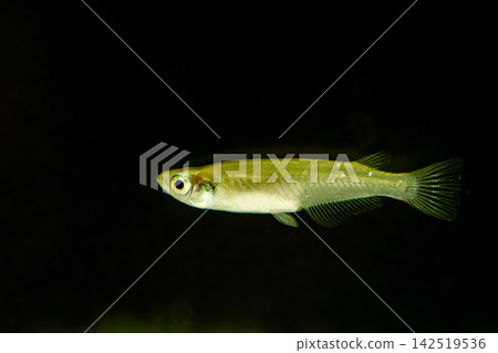 青鱂魚在黑色背景的魚缸中游泳 青鱂魚在黑色背景的魚缸中游泳 142519536