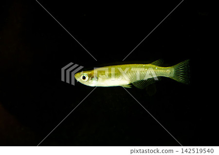 青鱂魚在黑色背景的魚缸中游泳 青鱂魚在黑色背景的魚缸中游泳 142519540