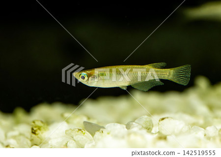 青鱂魚在黑色背景的魚缸中游泳 142519555